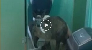 Австралиец снял на видео кенгуру, поедающего туалетную бумагу 