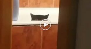 Кот украл свежую рыбу с кухонного стола и спрятался в ванной