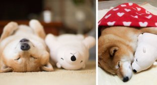 Очаровательный сиба-ину, спящий с любимой игрушкой в одинаковых позах (14 фото)