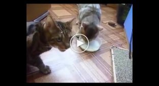 Благородство и предупредительность. Как два кота делили миску с молоком ёж, еда, котики, коты, миска
