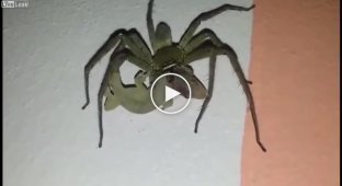 Гигантский паук ест ящерицу живьём