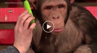 Этому шимпанзе показали фокус с планшетом. Его реакция бесподобна!