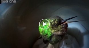 Храпящая колибри 
