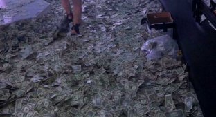 Стриптизерши Майами пробираются через кучу денег усыпанные на полу (5 фото + 1 видео)