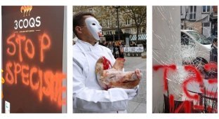 Во Франции задержали группу веганов, терроризирующих фермеров и владельцев сырных магазинов (4 фото)