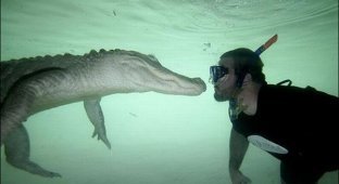  Плавание с крокодилами (7 Фото)