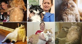 Этим толстым котам давно пора на диету! (13 фото)