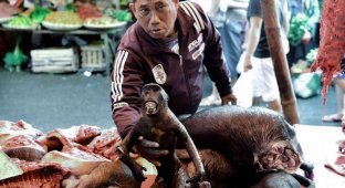 Экзотические животные на индонезийских продовольственных рынках (7 фото)