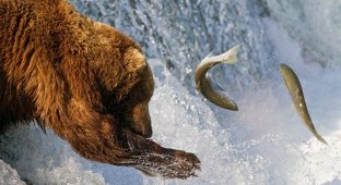 Медвежья рыбалка (18 фото)