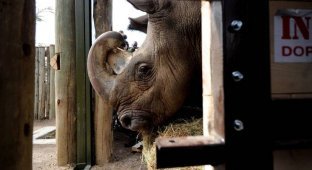Возвращение носорогов (9 фото)