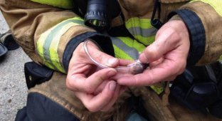 Пожарные спасли хомячков при помощи кислородных масок (3 фото)