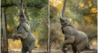Слоновья акробатика: чего только не сделаешь ради вкусняшки (10 фото)