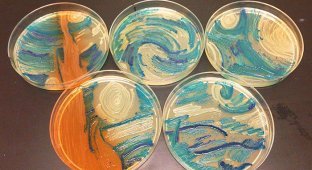 Микробиологи с помощью бактерий создают произведения искусства (13 фото)
