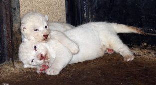 В зоопарке Тбилиси львица Клеопатра родила троих белоснежных львят (7 фото)