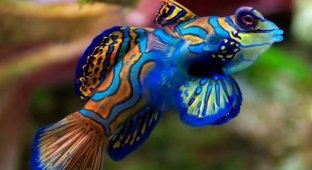 Самая разноцветная рыбка в мире - Мандаринка (14 фото)