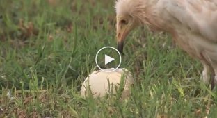 Стервятник разбивает страусиное яйцо при помощи камня
