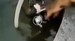 Собака помогла кошке выбраться из водоема