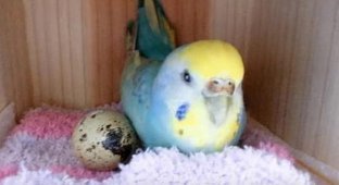 Девушка решила попробовать сохранить перепелиное яйцо с помощью попугая