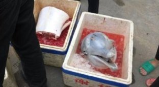 Китайские рыбаки разделали на мясо дельфиненка (3 фото)