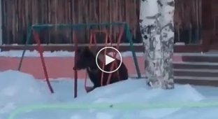 Очевидцы засняли медвежонка, качавшегося на детских качелях в одном из городов Томской области