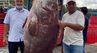 В Малайзии мужчина поймал рыбу весом в 161 кг (1 фото)