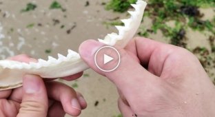 Нож из зубов акулы пробуем остроту на видео