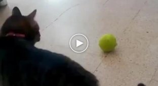 Собака впала в ступор, увидев странную игру кошки с мячом