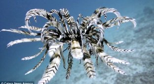 То ли рыба, то ли птица — дайвер сделал редчайшие кадры с морской лилией (3 фото + 1 видео)