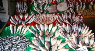 Стамбул: Рыбный рынок Kumkapi Balik Pazari (40 фото)