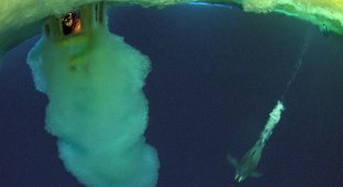 Изучаем подводный мир (7 фото)