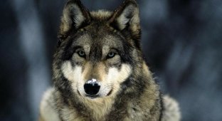 Как себя вести, если вы в лесу встретили волка? (3 фото)