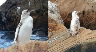 На Галапагосских островах нашли необычного пингвина (7 фото)