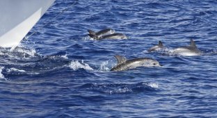 Почему дельфины следуют за кораблем? (1 фото + 1 видео)
