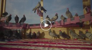 В Лас-Вегасе голуби стали поддерживать Трампа