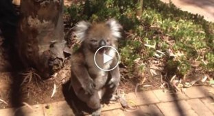 Сородич не пустил коалу на дерево и она забавно расплакалась