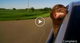 Позитивная подборка собак в автомобиле