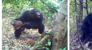 У африканских шимпанзе зарождается религия (3 фото + видео)