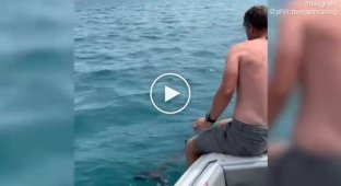 Рыбак спас дельфинёнка, запутавшегося в сетке у побережья Новой Зеландии ёныш, сетка, рыбак