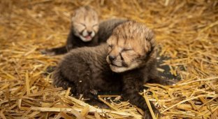 Первые детеныши гепарда, рожденные в результате ЭКО (3 фото + 1 видео)