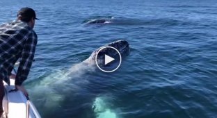 Самоизолирующиеся на катере туристы привлекли внимание китов