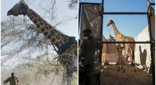 В Кении спасли жирафа, который застрял на затопленном острове (10 фото + 1 видео)