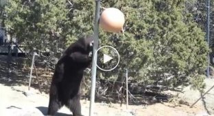 Медведь играет в мячик