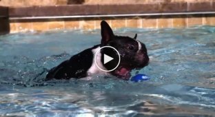 Собаки в замедленной съемке в 1000 кадров в секунду