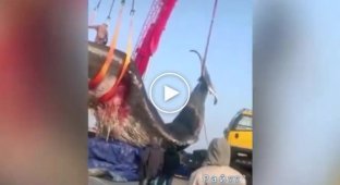 Огромную тушу кита извлекли из воды возле побережья Китая