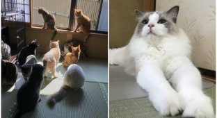 В Японии есть отель, в котором можно арендовать кота (22 фото)