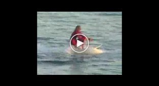 Серфинг за акулой