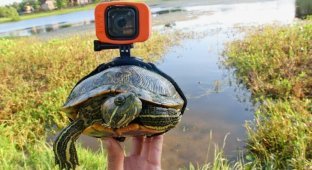 Парень прикрепил GoPro к черепахе и получил невероятные кадры (2 фото + 1 видео)