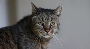 В Англии умер старейший в мире кот (4 фото)