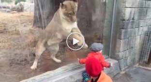 Малыш и лев в зоопарке играют через стекло