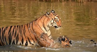 «И за ушами помой!» Как тигрица купала своего малыша в реке (10 фото)